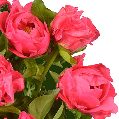 Dark Pink Peony Bouquet - Perfect Gift