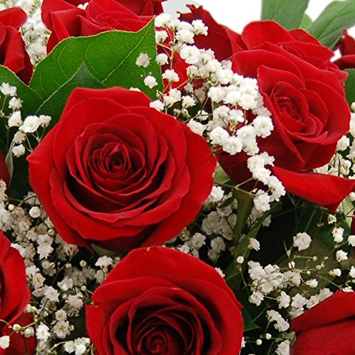 Gorgeous Red Roses for Special Occasions
