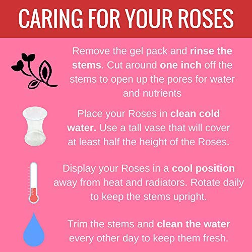 Clare Florist 12 Red Roses True Romance Fresh Flower Bouquet - Romantic Fresh Roses Hand Arranged by Expert Florists