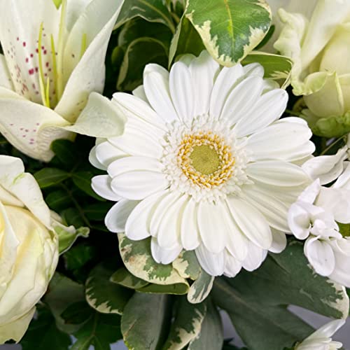White Simplicity Hand Tied Bouquet Fresh Flowers, Fresh Flowers Delivered Next Day Prime Delivery, Flowers Fresh Bouquet, Perfect for Birthdays, Anniversaries and Thank You Gifts
