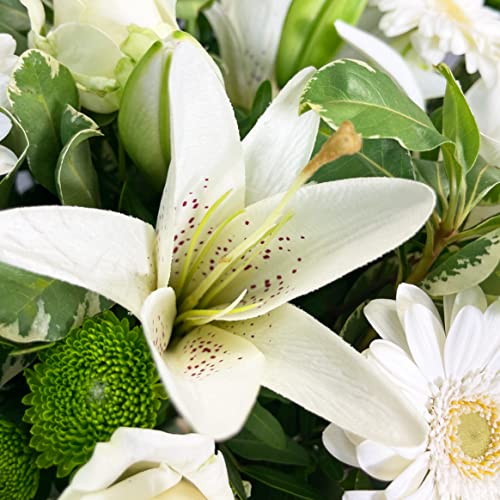 White Simplicity Hand Tied Bouquet Fresh Flowers, Fresh Flowers Delivered Next Day Prime Delivery, Flowers Fresh Bouquet, Perfect for Birthdays, Anniversaries and Thank You Gifts