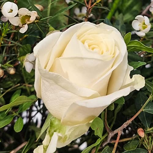 Premium White Rose Bouquet for Special Occasions