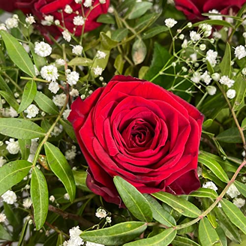 50 Red Roses Bouquet - Romantic Gift for Occasions