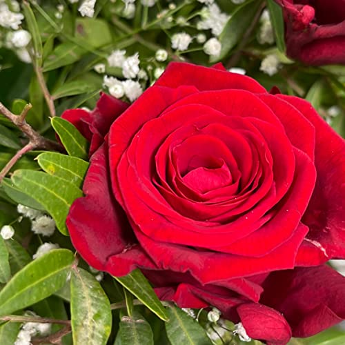 50 Red Roses Bouquet - Romantic Gift for Occasions