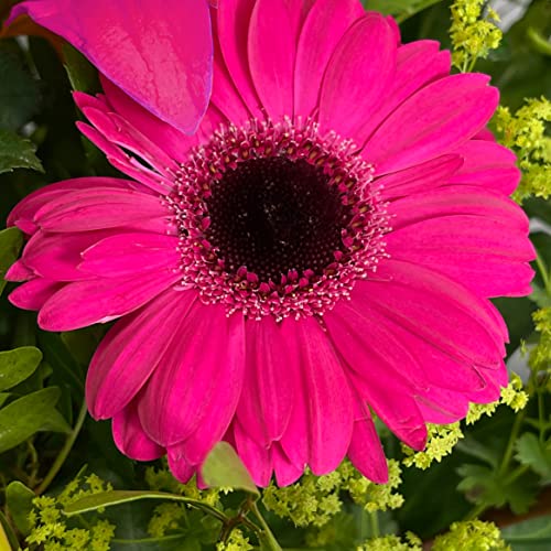 Luxury Lady Penelope Flower Bouquet with Vase