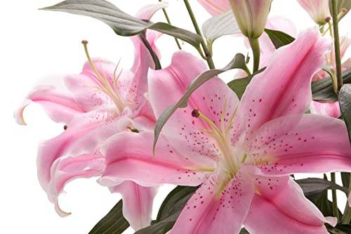 Pink Lilies - Fresh Cut Flower Birthday, Anniversary Next Day delivery Prime Thank You, All Occasion, .
