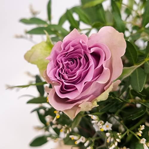 Lilac Rose Bouquet Beautiful Fresh Flowers, Fresh Flowers Delivered Next Day Prime Delivery, Flowers Fresh Bouquet, Perfect for Birthdays, Anniversaries and Thank You Gifts.