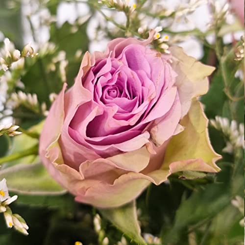 Lilac Rose Bouquet Beautiful Fresh Flowers, Fresh Flowers Delivered Next Day Prime Delivery, Flowers Fresh Bouquet, Perfect for Birthdays, Anniversaries and Thank You Gifts.