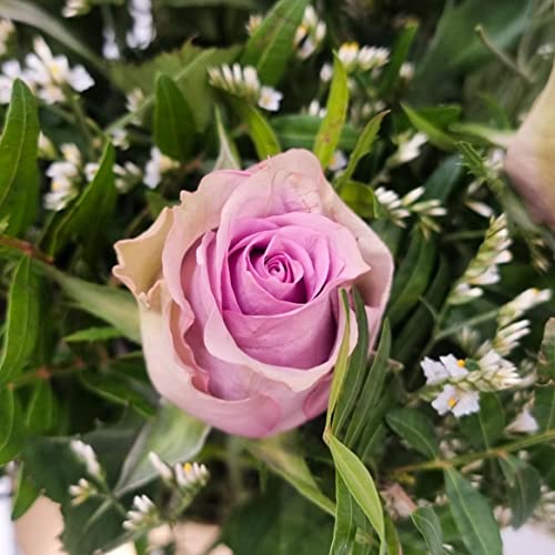 Lilac Rose Bouquet Beautiful Fresh Flowers, Fresh Flowers Delivered Next Day Prime Delivery, Flowers Fresh Bouquet, Perfect for Birthdays, Anniversaries and Thank You Gifts.