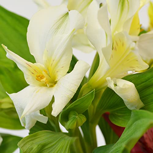 Vibrant Alstromeria Bouquet for Celebrations and Gratitude