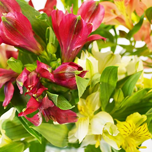 Vibrant Alstromeria Bouquet for Celebrations and Gratitude