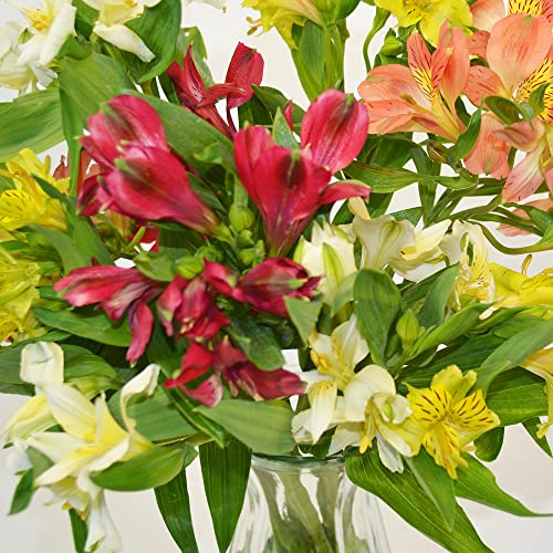 Vibrant Alstromeria Bouquet for Celebrations and Gratitude