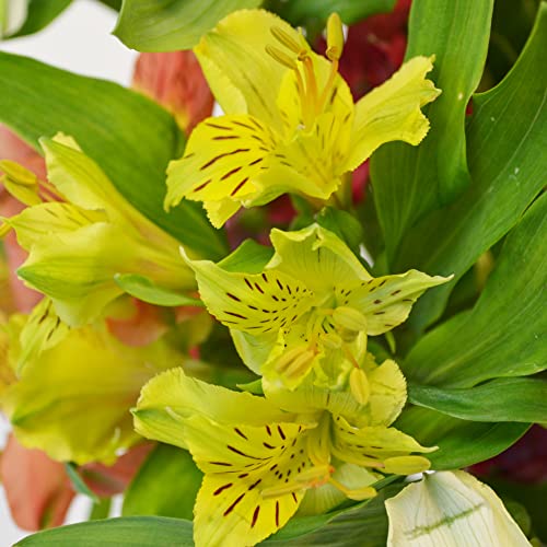 Vibrant Alstromeria Bouquet for Celebrations and Gratitude