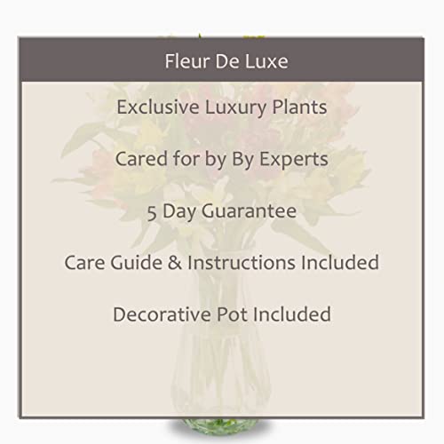 Vibrant Alstromeria Bouquet for Celebrations and Gratitude