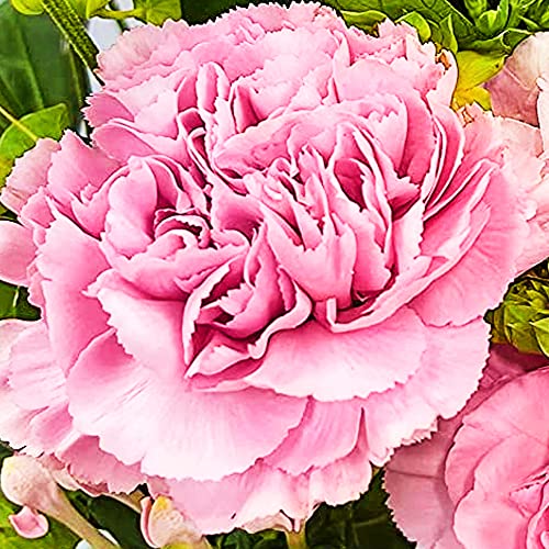 Pink Petals DIY Letterbox Bouquet