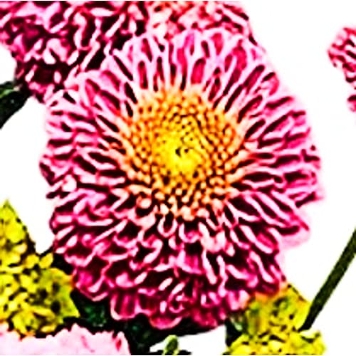 Pink Petals DIY Letterbox Bouquet