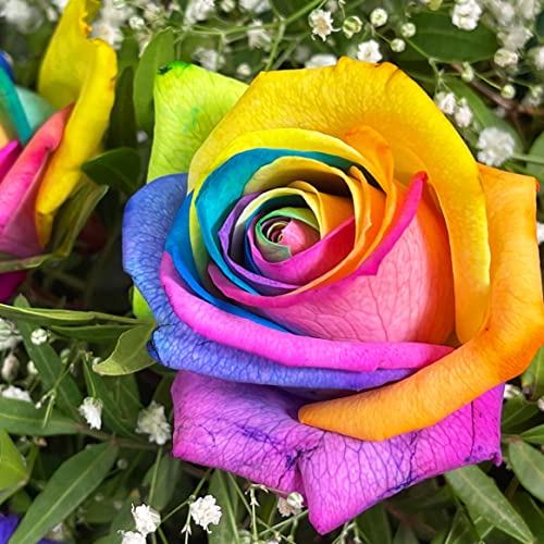 Rainbow Rose Bouquet for Special Occasions