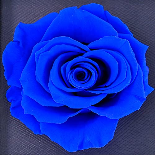 Preserved Rose Necklace - Perfect Gift