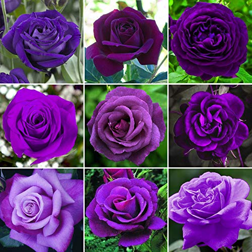 Purple potted roses for outdoor gardens (max 8 words)