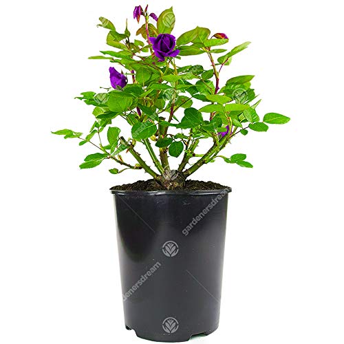 Purple potted roses for outdoor gardens (max 8 words)