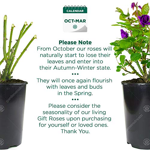 Purple potted roses for outdoor gardens (max 8 words)