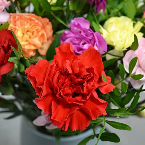 Carnation Mix Bouquet for Special Occasions