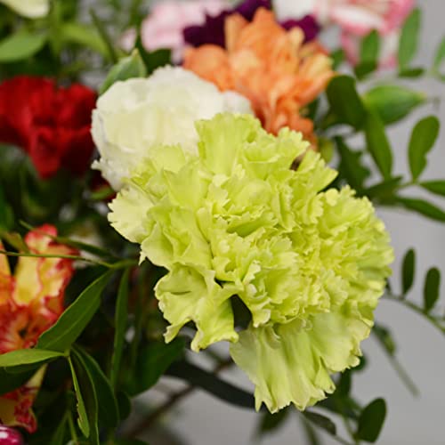 Carnation Mix Bouquet for Special Occasions
