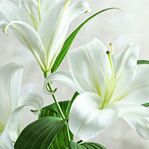 Stunning White Lily Bouquet - Scented Gift