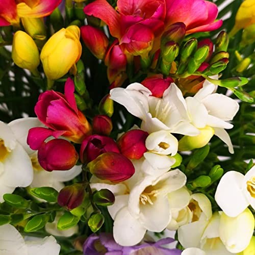 Fresh Freesia Bouquet Perfect for Celebrations