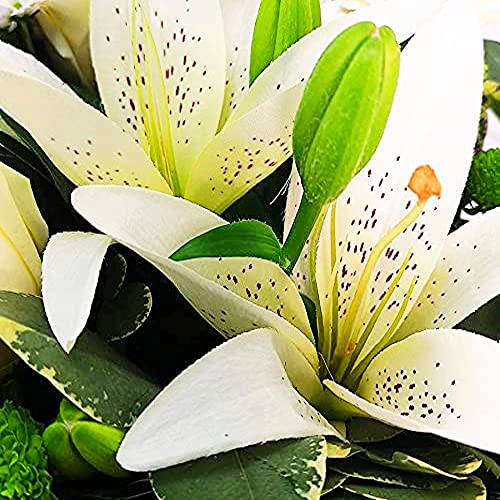 White Simplicity Hand Tied Bouquet Fresh Flowers, Fresh Flowers Delivered Next Day Prime Delivery, Flowers Fresh Bouquet, Perfect for Birthdays, Anniversaries and Thank You Gifts