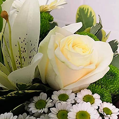 White Simplicity Hand Tied Bouquet Fresh Flowers, Fresh Flowers Delivered Next Day Prime Delivery, Flowers Fresh Bouquet, Perfect for Birthdays, Anniversaries and Thank You Gifts