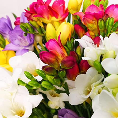 Fresh Freesia Bouquet Perfect for Celebrations