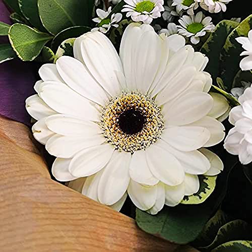White Simplicity Hand Tied Bouquet Fresh Flowers, Fresh Flowers Delivered Next Day Prime Delivery, Flowers Fresh Bouquet, Perfect for Birthdays, Anniversaries and Thank You Gifts