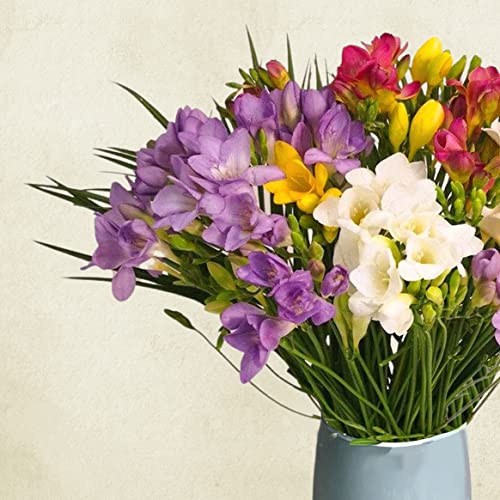 Fresh Freesia Bouquet Perfect for Celebrations