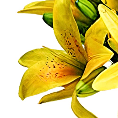 Yellow Lily Bouquet for Birthdays and Anniversaries