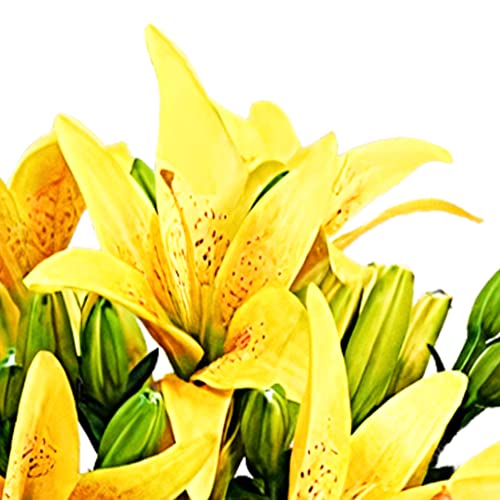 Yellow Lily Bouquet for Birthdays and Anniversaries