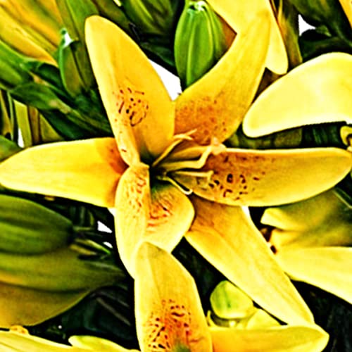 Yellow Lily Bouquet for Birthdays and Anniversaries