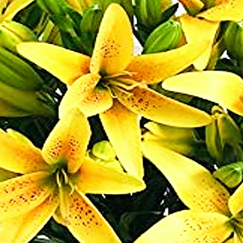 Yellow Lily Bouquet for Birthdays and Anniversaries