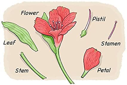 Natural Elegance, Fresh Cut Online Flowers Perfect for Birthday, Anniversary, Thank You, Get Well, Congrats Gift, Next Working Day Delivery Prime