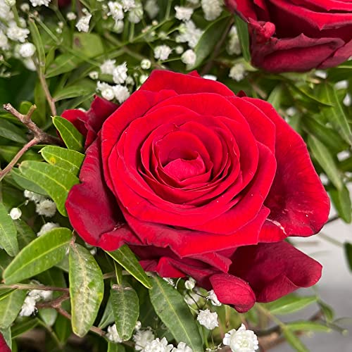 Red Rose Bouquet for Special Occasions