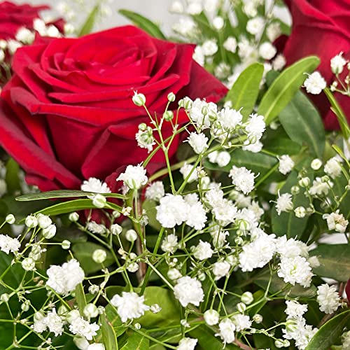 Red Rose Bouquet for Special Occasions