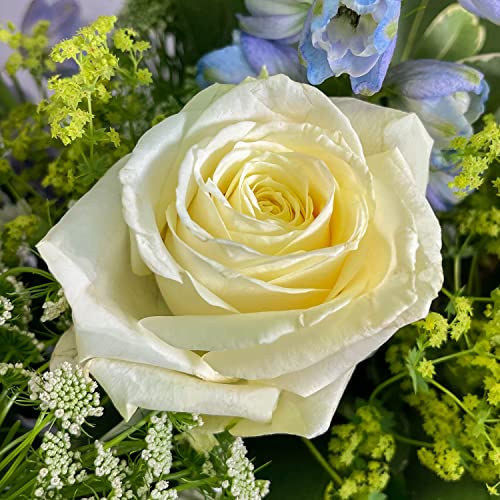 Ocean Breeze Bouquet Beautiful Fresh Flowers, Fresh Flowers Delivered Next Day Prime Delivery, Flowers Fresh Bouquet, Perfect for Birthdays, Anniversaries and Thank You Gifts.