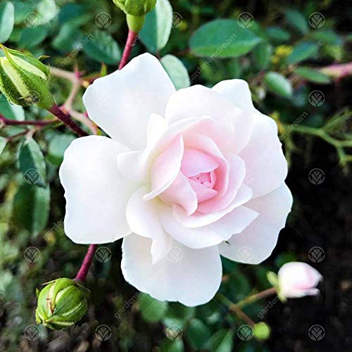 Unique Living Rose for Wedding Celebration