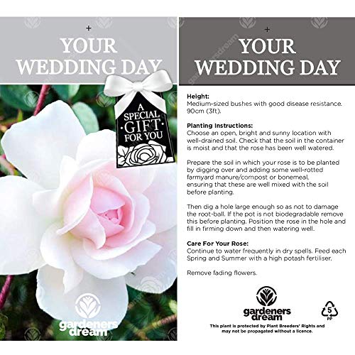 Unique Living Rose for Wedding Celebration