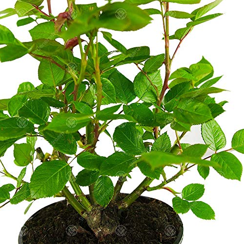 Unique Living Rose for Wedding Celebration