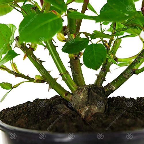 Unique Living Rose for Wedding Celebration