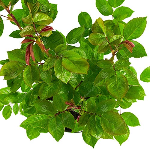 Unique Living Rose for Wedding Celebration