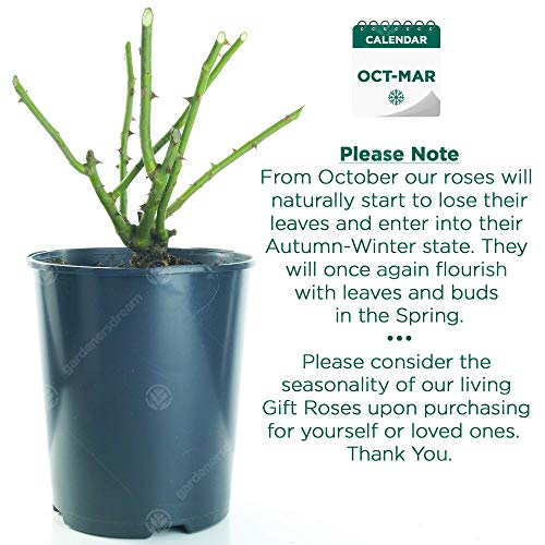 Unique Living Rose for Wedding Celebration