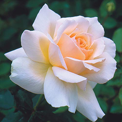 Chandos Beauty Rose in 3L Pot