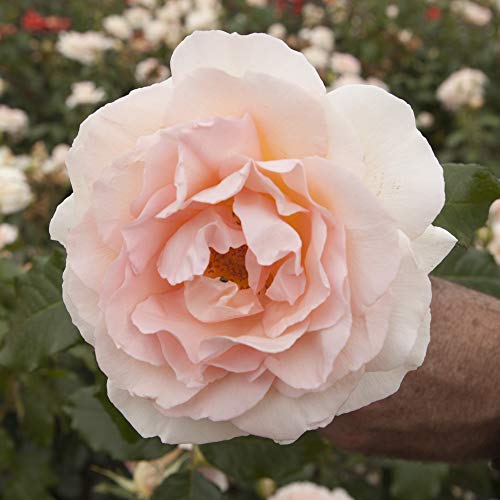Chandos Beauty Rose in 3L Pot